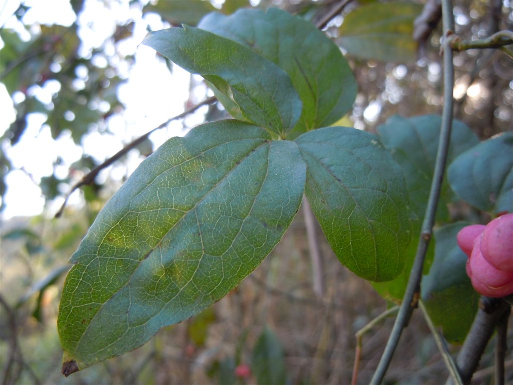 Bacche rosse - Euonymus europaeus